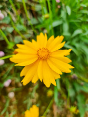 yellow flowers in the garden