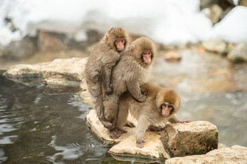 japanese macaque babies