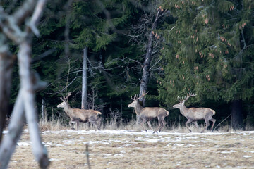 Red deers in the forest