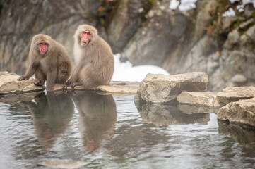 Japan snow monkeys sitting on a rock