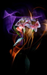 Alstroemeria colored by light and improvisation by multicolored light  on a black background.
