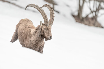 Isolated Ibex male in winter season (Capra ibex)