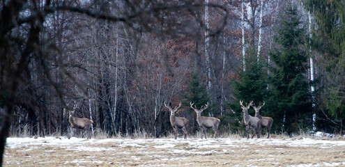 Fototapety  Red deers in the forest