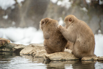 Obraz premium 毛繕いする