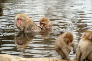 Fototapeta premium family of snow monkeys in Japan