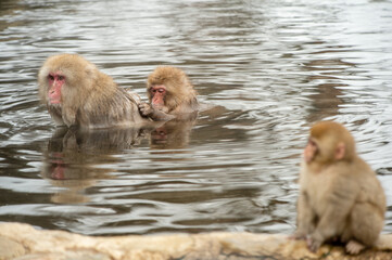 Obraz premium family of three monkeys