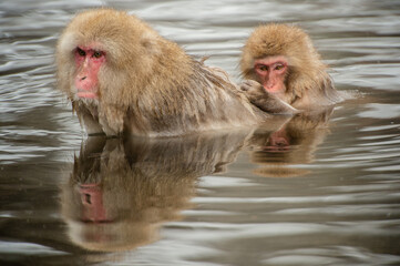 two monkeys in the hot spring