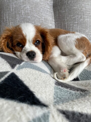 beagle puppy sleeping