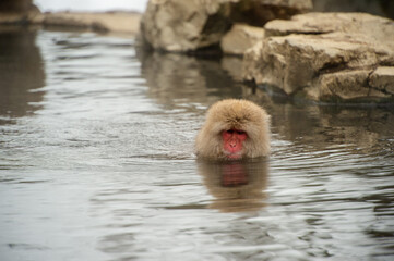 snow monkey in onsen