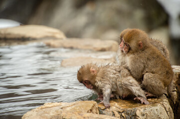 japanese macaque with baby