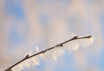 Hoarfrost on a thin branch of a tree