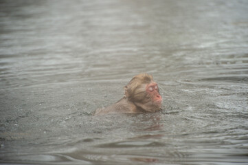 snow monkey in hot spring