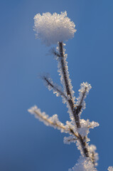 Hoarfrost on branches against bright blue sky in the winter