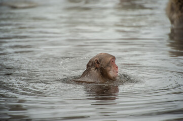 Fototapeta premium Japanese snow monkey