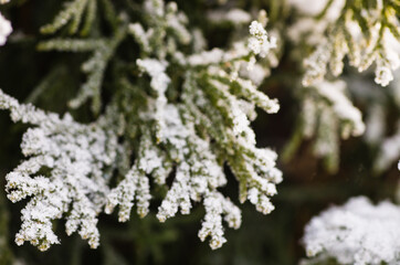 Hoarfrost on thuja tree branches in the winter