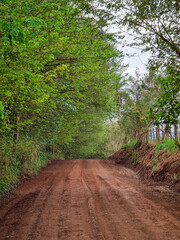 path in the woods