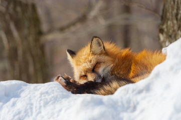 雪のキタキツネ