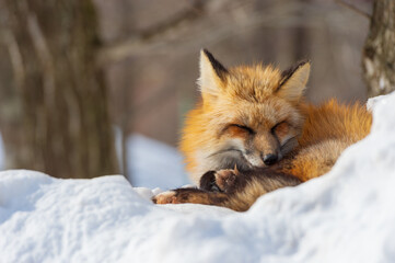 sleepy red fox