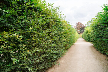 Fototapeta na wymiar Path in the park of tall bushes of trimmed green bushes in summer