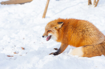 smiling red fox in the snow