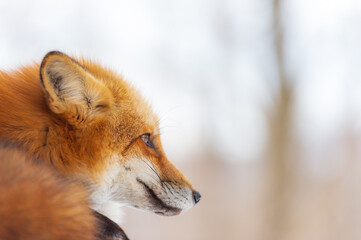 キタキツネの横顔