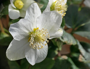 Flowering Christmas Rose