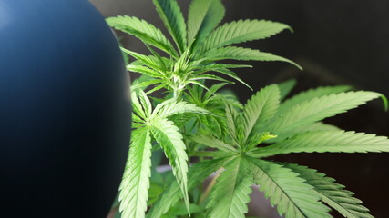 marijuana bush growing indoors under the artificial light of an energy-saving lamp, growing cannabis in a domestic environment for personal use, cannabis plant in the middle stage of growth