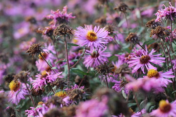 Flowers in the garden