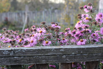 Flowers in the garden