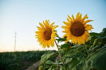 Beautiful yellow sunflowers, growing in countryside. Agricultural rural background. Ecological vegetable oil production. Natural field landscape in summer with blue and pink sky at sunset.