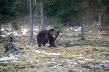 Brown bear in winter forest