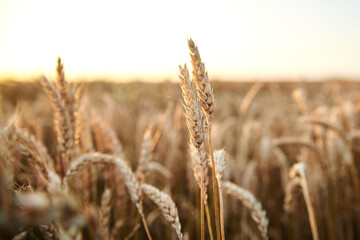 Sunset over natural field landscape in summer with light blue sky. Beautiful wheat stalks, growing in countryside. Agricultural rural background. Ecological food production.