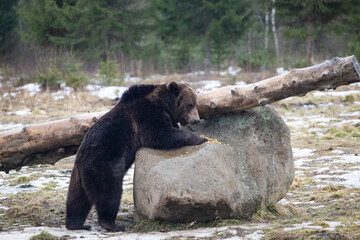 Brown bear in winter forest