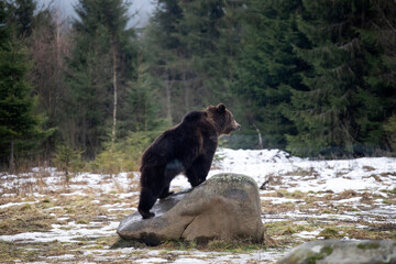 Brown bear in winter forest