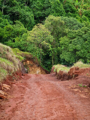 Fototapeta premium path in the forest