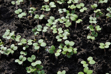 Mustard sprouts are grown for organic fertilizer - green manure (siderates)