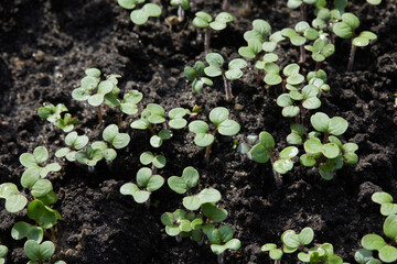 Mustard sprouts are grown for organic fertilizer - green manure (siderates)