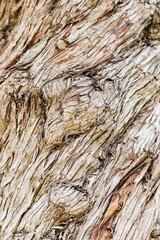 A close view of the bark of a lilac tree