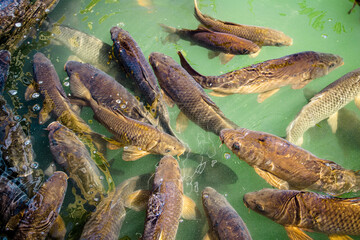 Carps in Sevilla