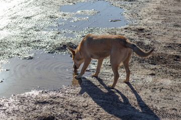 Dog drink water from puddle. Young red dog laps water right out of  puddle on street 