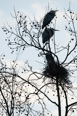 Great Blue Heron perched near a large nest in the top of a sycamore tree.  Three in a vertical perch, two above one on the nest.  Blue sky with a few clouds in the background.