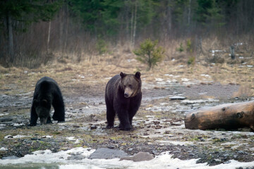 Brown bear in winter forest