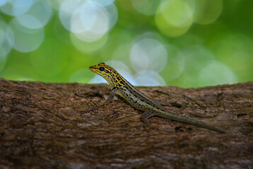 Dwarf yellow-headed gecko - Lygodactylus luteopicturatus, beautiful colored lizard from East African woodlands and forests, Zanzibar, Tanzania.