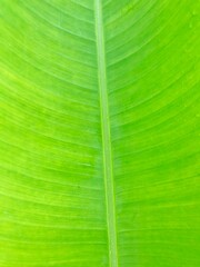 Close-up natural green pattern of banana leaves