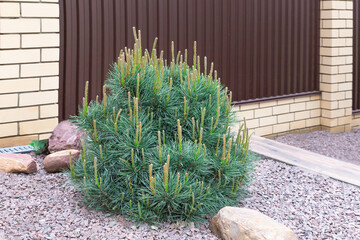 Blue spherical pine mugus in the spring.Selective focus.Сoncept of the selection of ornamental plants and trees for landscaping a garden.