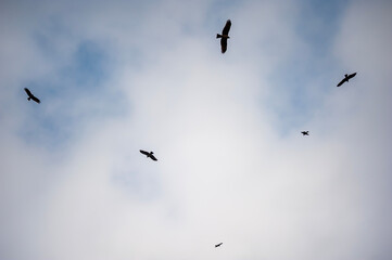 Fototapeta premium Flying birds