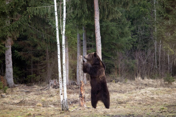 Brown bear in winter forest