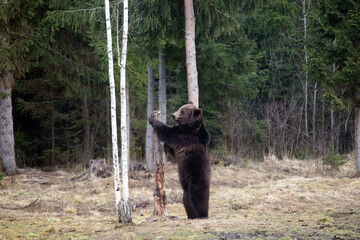 Brown bear in winter forest