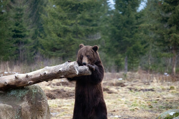 Brown bear in winter forest
