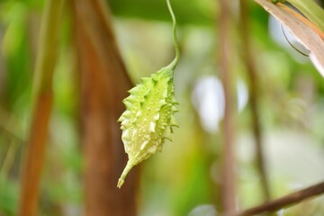 Green bitter gourd hanging on the tree.